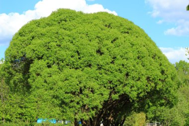 ağlayan söğüt ağacının kamu Park, Moskova, Rusya