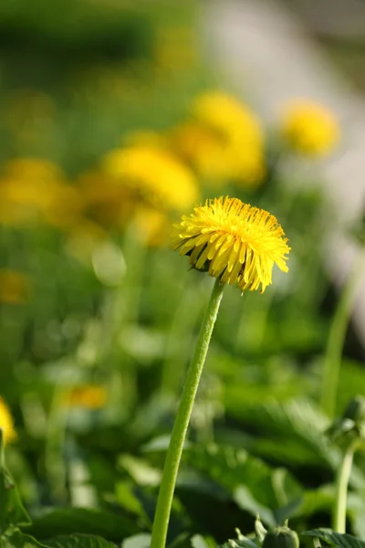 Paisagem Primavera Flores Dentes Leão — Fotografia de Stock