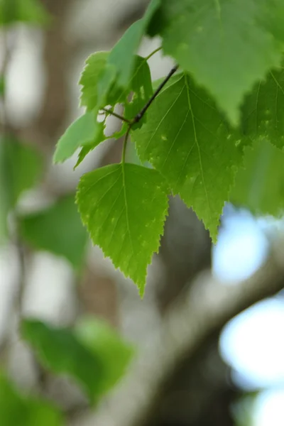 Bloom Spring Birch Trees Background — Stock Photo, Image