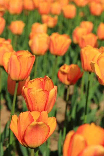 赤オレンジ色のチューリップ公園の庭園 春の花で — ストック写真