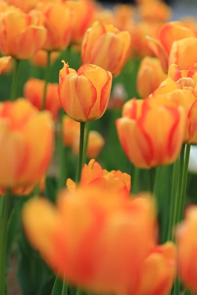 Красные и оранжевые тюльпаны в саду — стоковое фото
