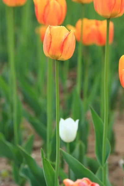 Tulipa branca no jardim — Fotografia de Stock