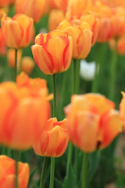 Röda och orange tulpaner i trädgården — Stockfoto