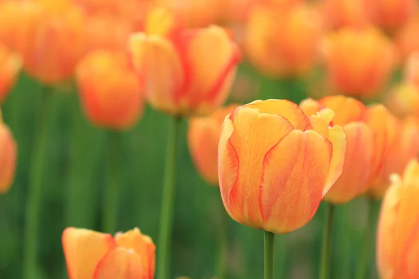 Tulipanes rojos y anaranjados en el jardín — Foto de Stock