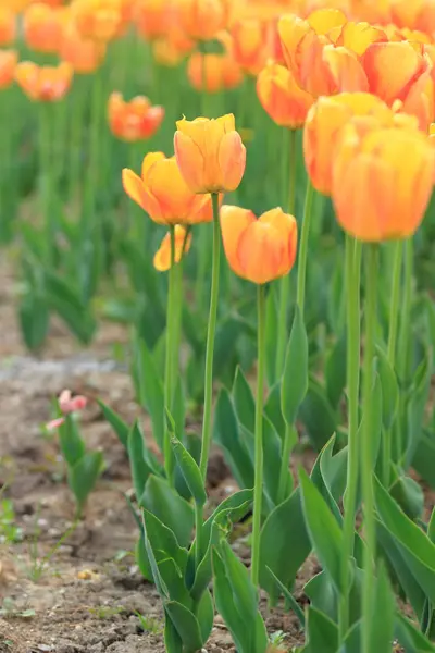 Красные Оранжевые Тюльпаны Саду Весенние Цветы Парке — стоковое фото