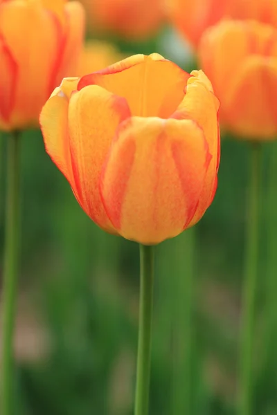 Tulipán Naranja Rojo Jardín Flores Primavera Parque — Foto de Stock