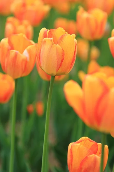 Красные Оранжевые Тюльпаны Саду Весенние Цветы Парке — стоковое фото