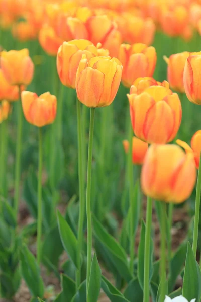 Tulipani Rossi Arancioni Giardino Fiori Primaverili Nel Parco — Foto Stock