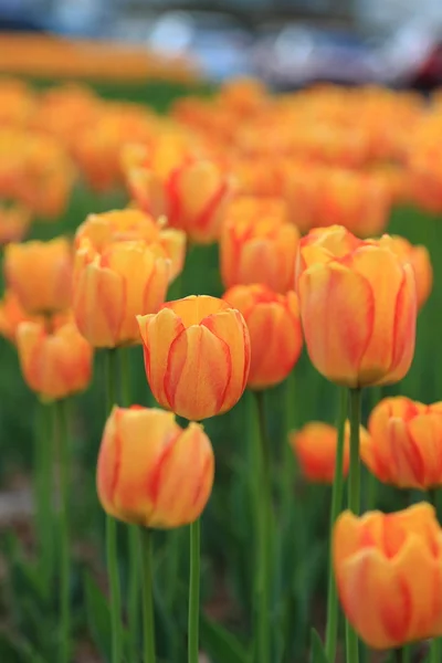 Tulipanes Rojos Anaranjados Jardín Flores Primavera Parque — Foto de Stock