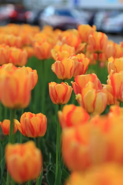 Tulipanes Rojos Anaranjados Jardín Flores Primavera Parque — Foto de Stock