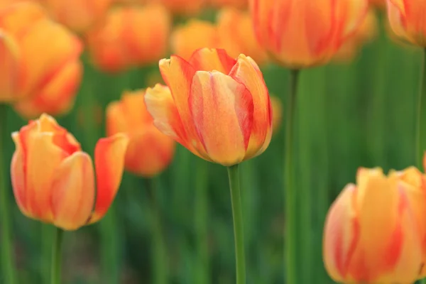 Röda Och Orange Tulpaner Trädgården Vårens Blommor Parken — Stockfoto