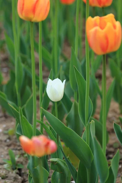 Laranja Vermelha Tulipa Branca Jardim Flores Primavera Parque — Fotografia de Stock