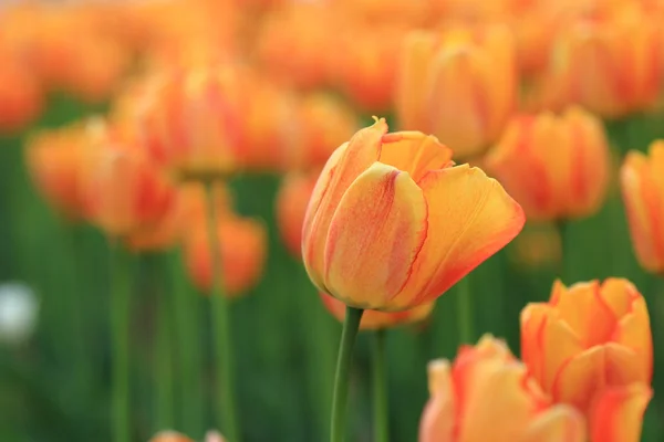 在公园里的花园里 春天鲜花的红色和橙色郁金香 — 图库照片