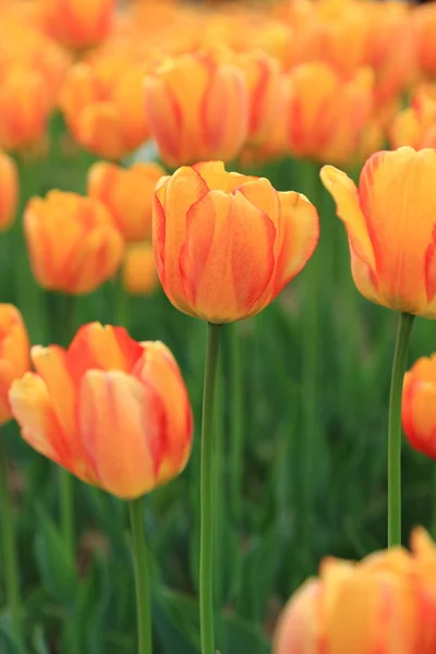 Tulipani Rossi Arancioni Giardino Fiori Primaverili Nel Parco — Foto Stock