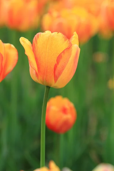 Tulipanes rojos y anaranjados en el jardín — Foto de Stock