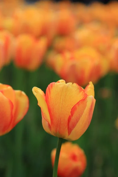 Tulipanes rojos y anaranjados en el jardín — Foto de Stock