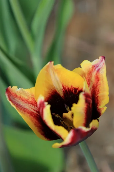 Tulipe dans le jardin — Photo