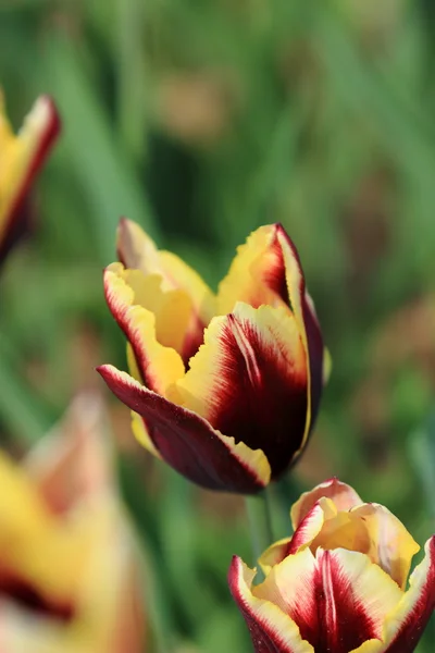 Tulipanes en el jardín — Foto de Stock