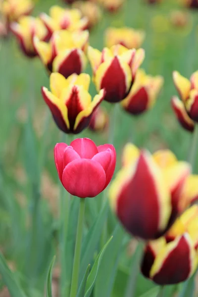 Image Extérieure Tulipes Dans Jardin — Photo