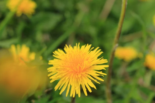 Blumen Hintergrund Des Gelben Löwenzahns — Stockfoto