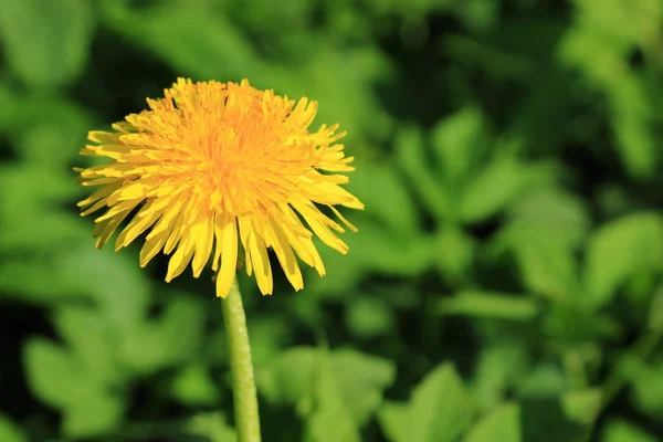 Blumen Hintergrund Des Gelben Löwenzahns — Stockfoto