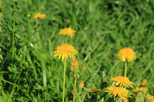 Tło Zielonej Trawy Kwiatów Mniszek Lekarski — Zdjęcie stockowe