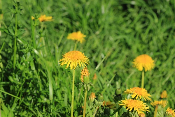 Pozadí Zelené Trávy Kvetoucí Dandelii — Stock fotografie