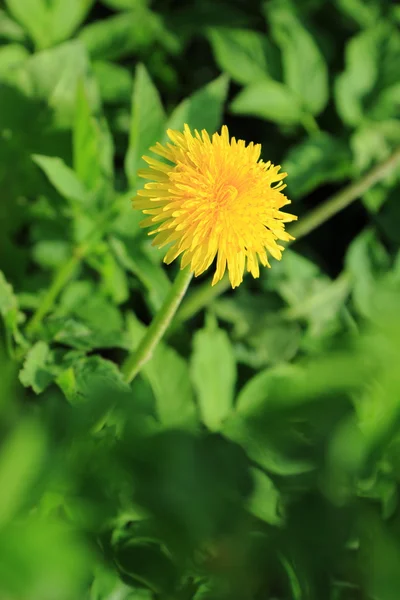 黄色のタンポポの花の背景 — ストック写真