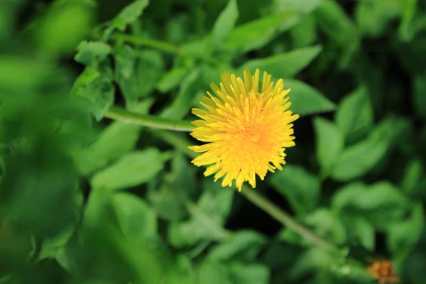 黄色のタンポポの花の背景 — ストック写真