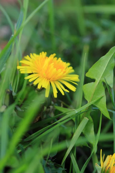 Blumen Hintergrund Des Gelben Löwenzahns — Stockfoto