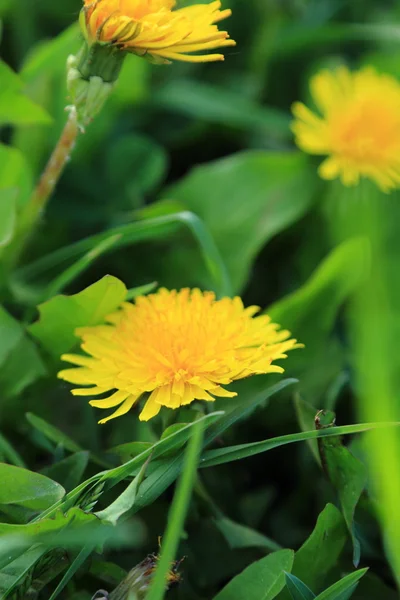 緑の芝生と花のタンポポの背景 — ストック写真