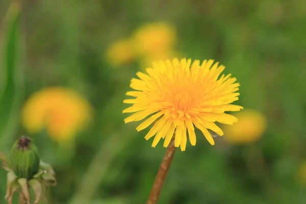 Blumen Hintergrund Des Gelben Löwenzahns — Stockfoto