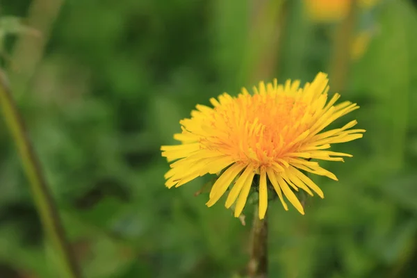 Blumen Hintergrund Des Gelben Löwenzahns — Stockfoto