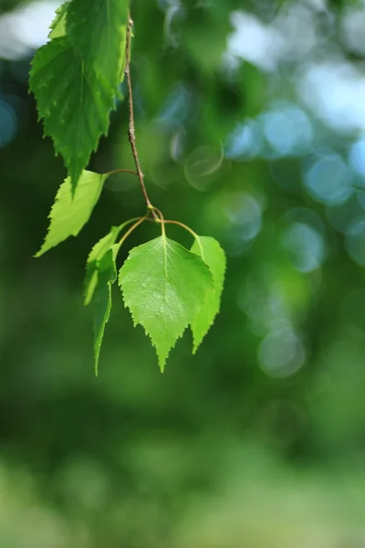 Mesteacăn Verde Frunze Fundal — Fotografie, imagine de stoc