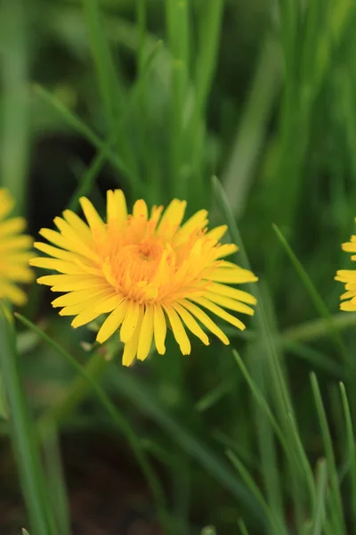 春の花タンポポの花の背景 — ストック写真