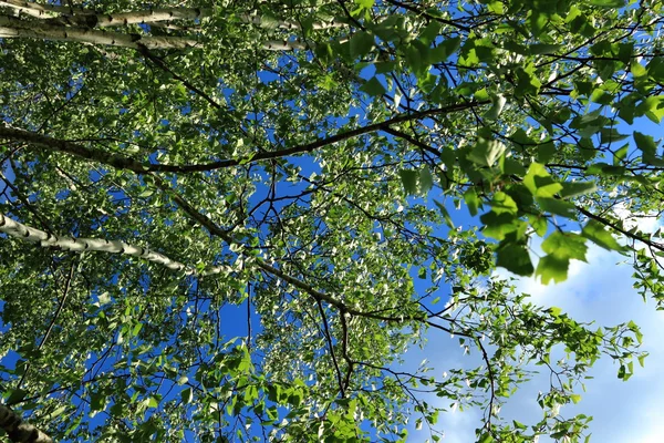 ブルーム春白樺の木の背景 — ストック写真
