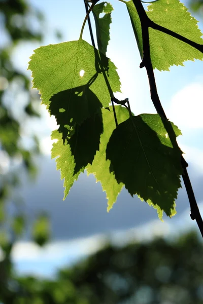 Green Spring Birch Leaves Background — Stock Photo, Image