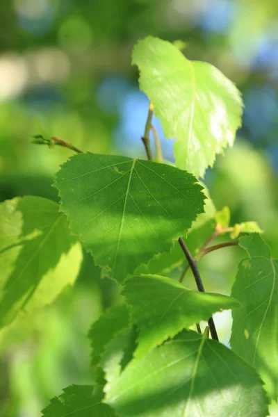 Green Spring Birch Leaves Background — Stock Photo, Image