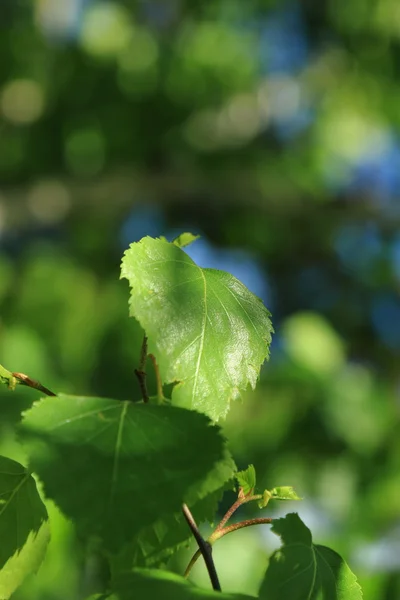 Mesteacăn Verde Frunze Fundal — Fotografie, imagine de stoc