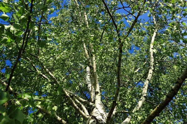 bloom spring birch trees background