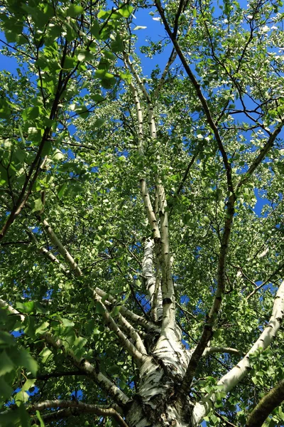 bloom spring birch trees background