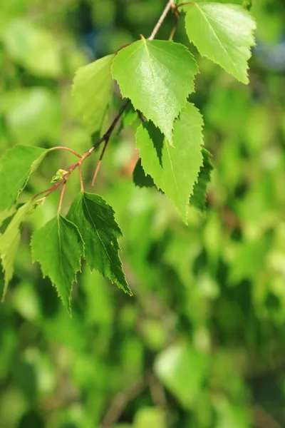 Birch folhas fundo — Fotografia de Stock