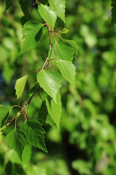 Arka Planı Yeşil Bahar Huş Ağacı Yaprakları — Stok fotoğraf
