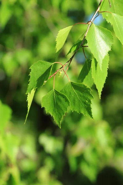 Green Spring Birch Leaves Background — Stock Photo, Image