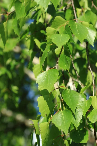 Bloom Bahar Huş Ağaçları Arka Plan — Stok fotoğraf