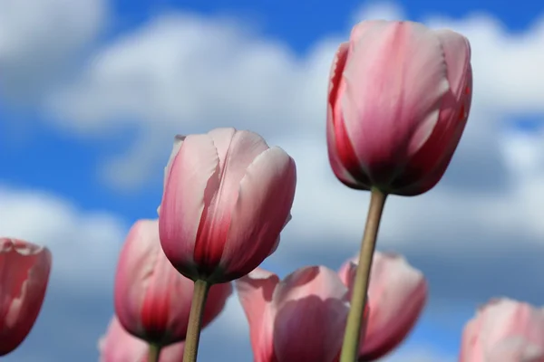 Grupo Tulipanes Rosados Contra Cielo Azul Moscú Rusia — Foto de Stock