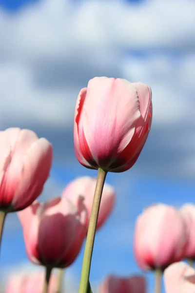 Groupe Tulipes Roses Contre Ciel Bleu Moscou Russie — Photo