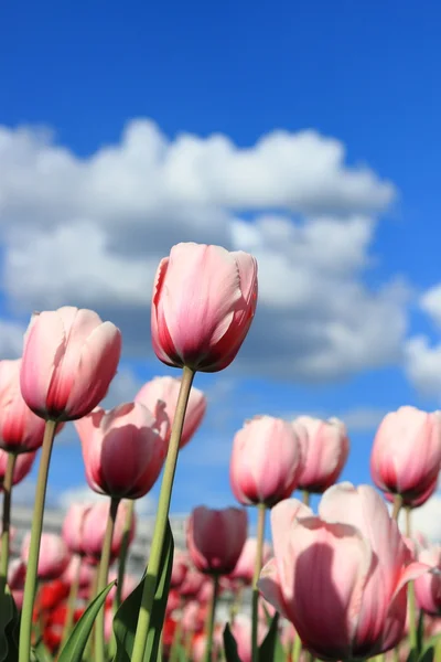 Skupina Růžových Tulipánů Proti Modré Obloze Moskva Rusko — Stock fotografie