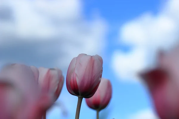 Ruská přírodní krásy — Stock fotografie