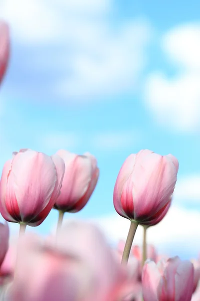 Grupa Różowe Tulipany Przeciw Błękitne Niebo Moskwa Federacja Rosyjska — Zdjęcie stockowe